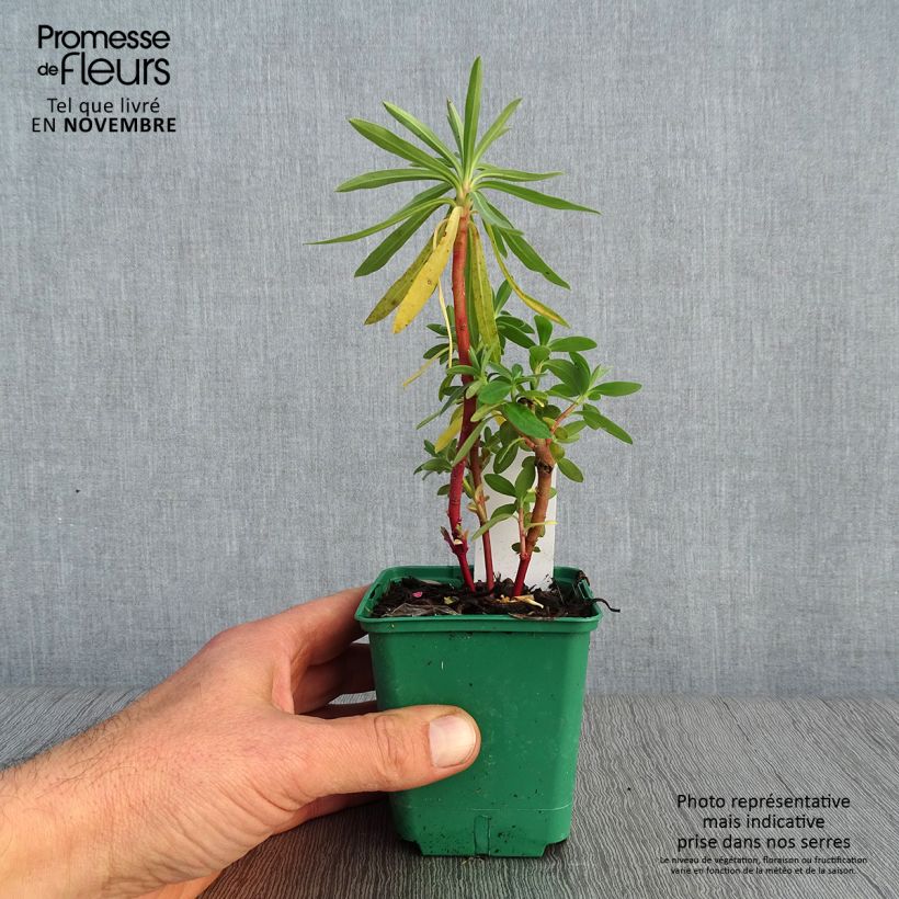 Esemplare di Euphorbia characias subsp. characias Vasetto da 8/9 cm come consegnato in autunno