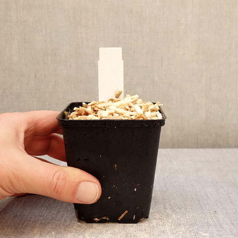 Euphorbia griffithii Dixter Vasetto da 8/9 cm esemplare consegnato in inverno