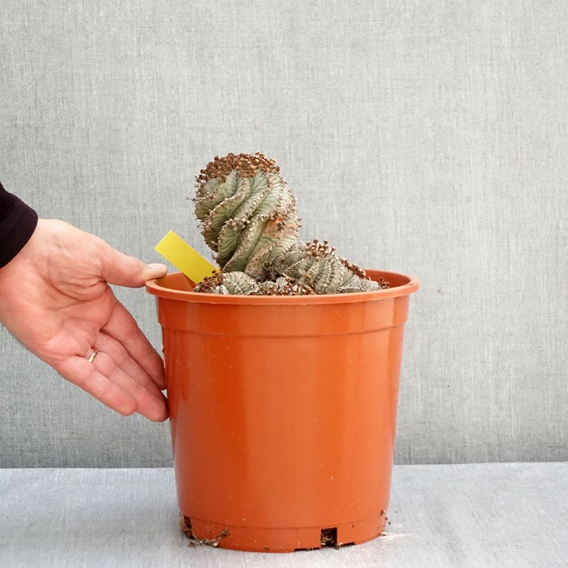 Esemplare di Euphorbia horrida Alba Vaso da 4L/5L come consegnato in autunno