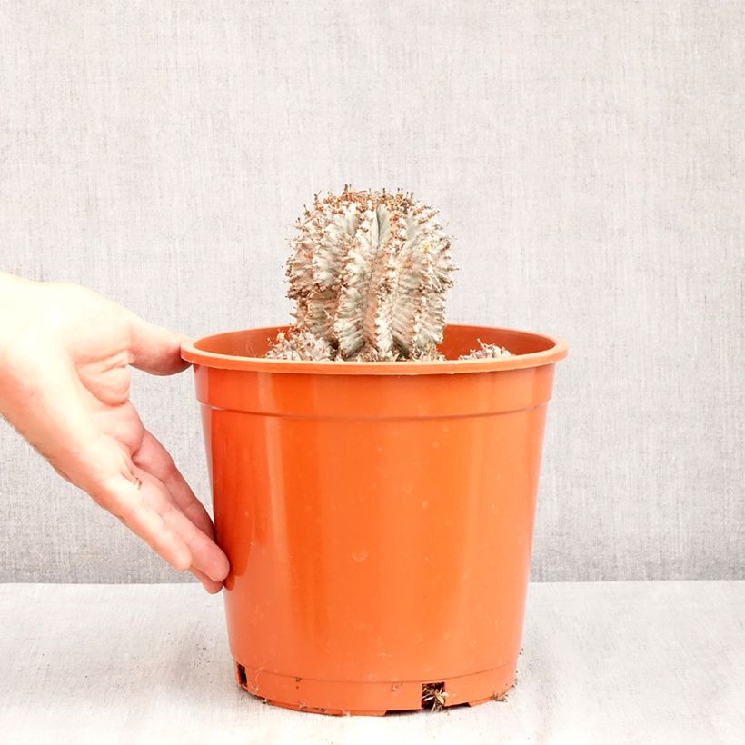 Esemplare di Euphorbia horrida Alba Vaso da 4L/5L consegnato in estate
