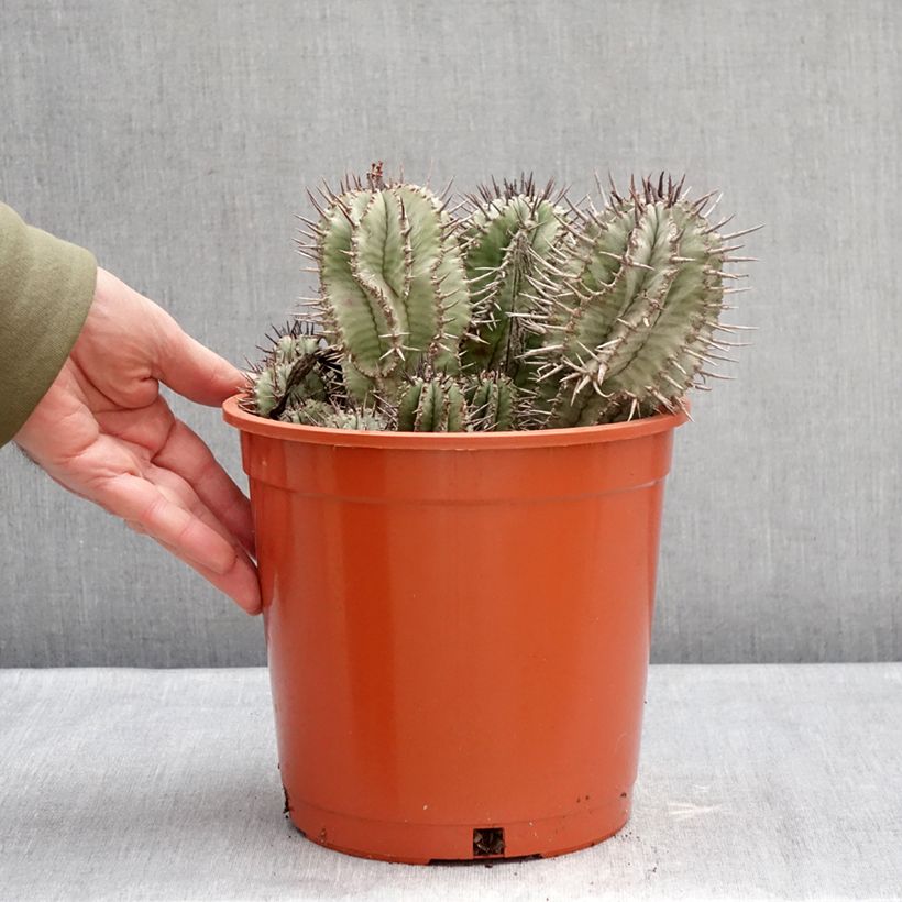 Euphorbia horrida Vaso da 4L/5L esemplare consegnato in inverno