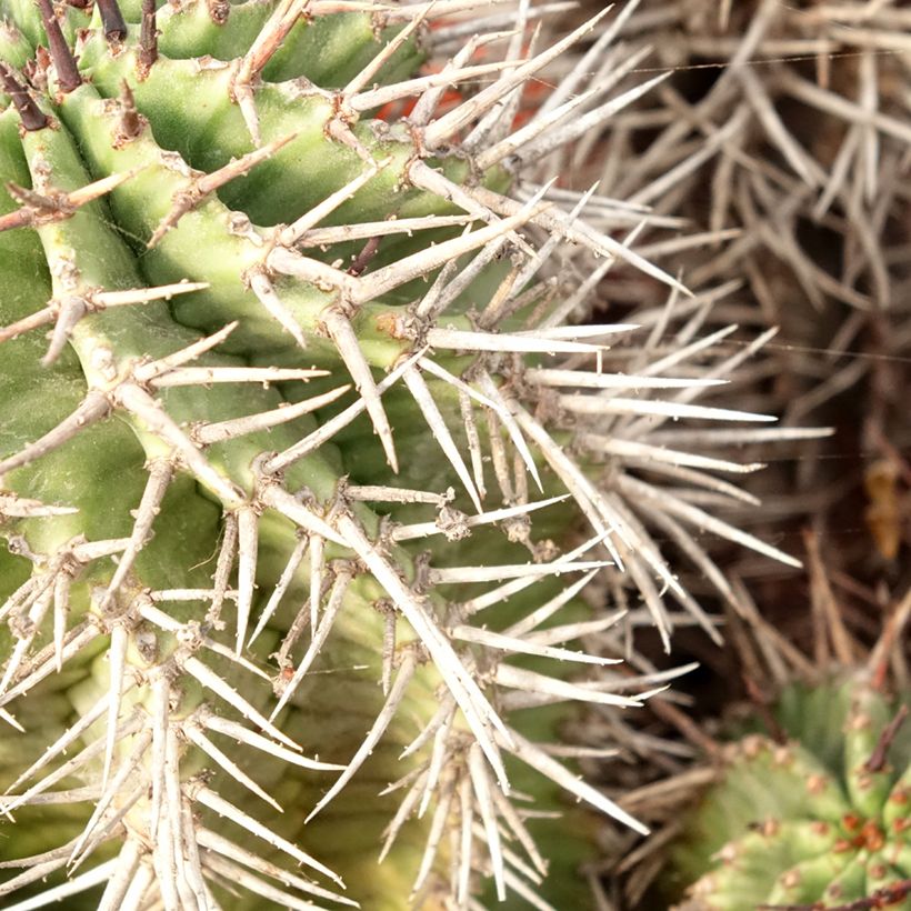 Euphorbia horrida (Fogliame)