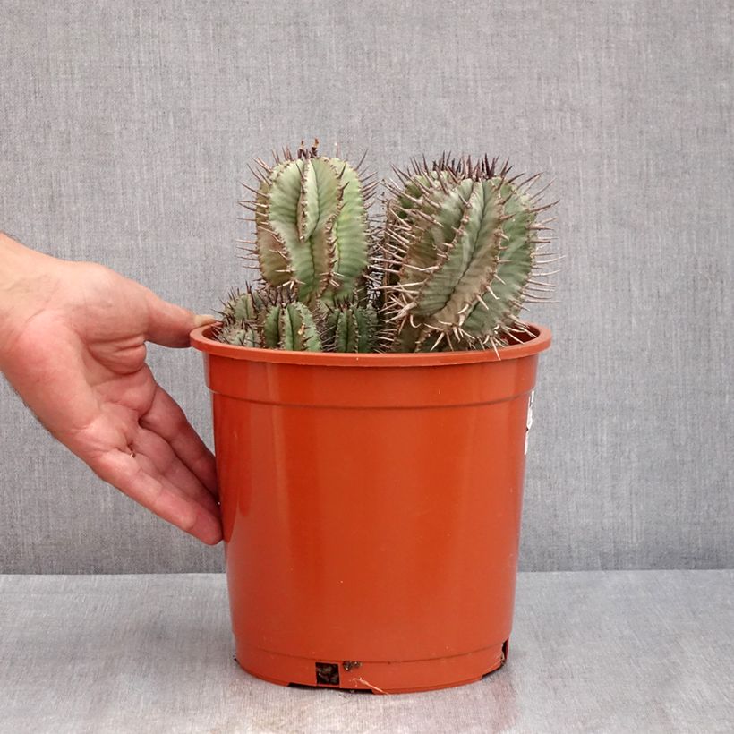Esemplare di Euphorbia horrida Vaso da 4L/5L consegnato in estate