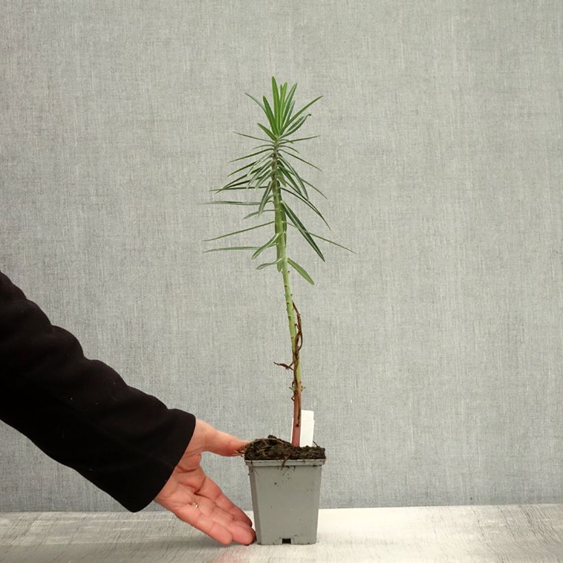 Esemplare di Euphorbia lathyris - Euforbia catapuzia Vasetto da 8/9 cm come consegnato in autunno