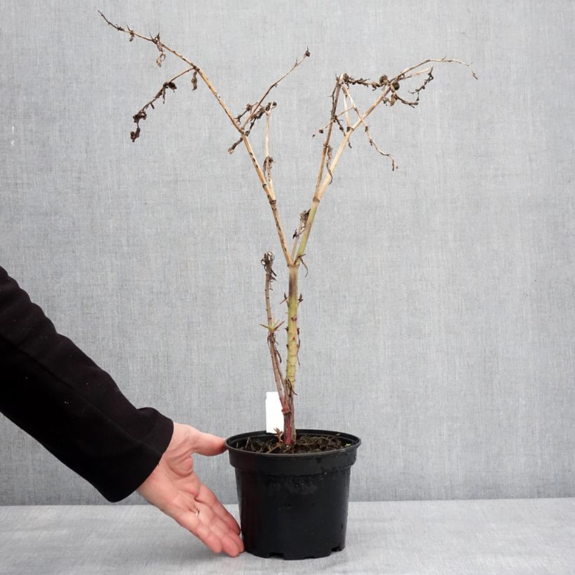 Euphorbia lathyris - Euforbia catapuzia Vaso da 2L/3L esemplare consegnato in inverno