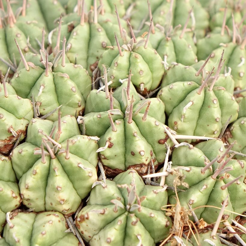 Euphorbia meloformis (Fogliame)