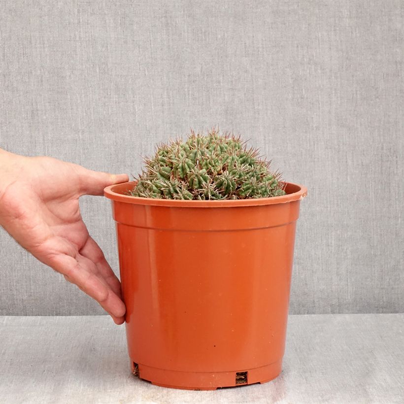 Esemplare di Euphorbia meloformis Vaso da 4L/5L consegnato in estate