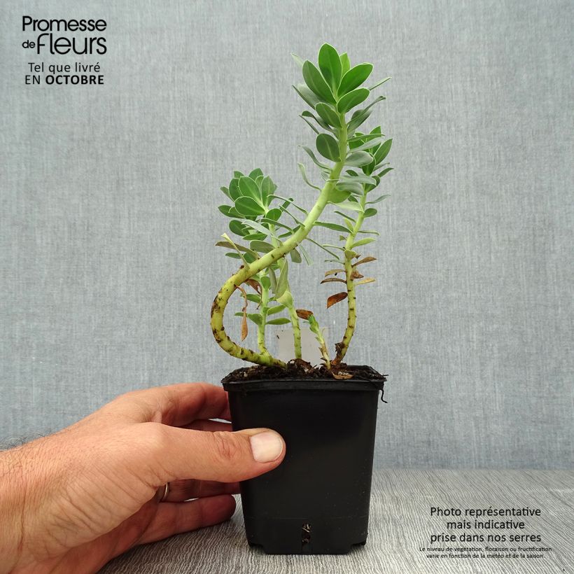 Esemplare di Euphorbia myrsinites Vasetto da 8/9 cm come consegnato in autunno