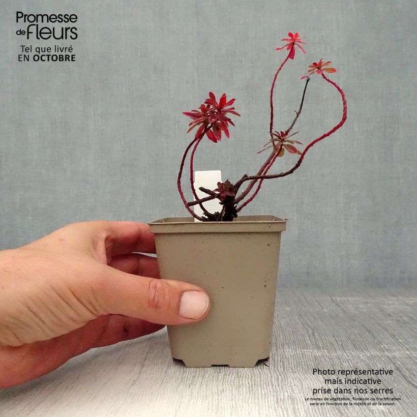 Esemplare di Euphorbia polychroma Bonfire Vasetto da 8/9 cm come consegnato in autunno