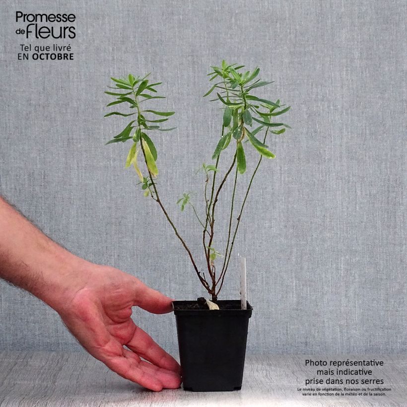 Esemplare di Euphorbia polychroma Vasetto da 8/9 cm come consegnato in autunno