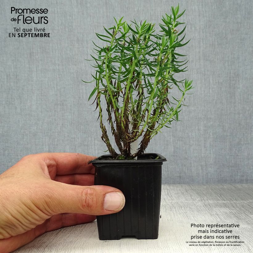 Esemplare di Euphorbia pithyusa - Euforbia delle Baleari Vasetto da 8/9 cm come consegnato in autunno