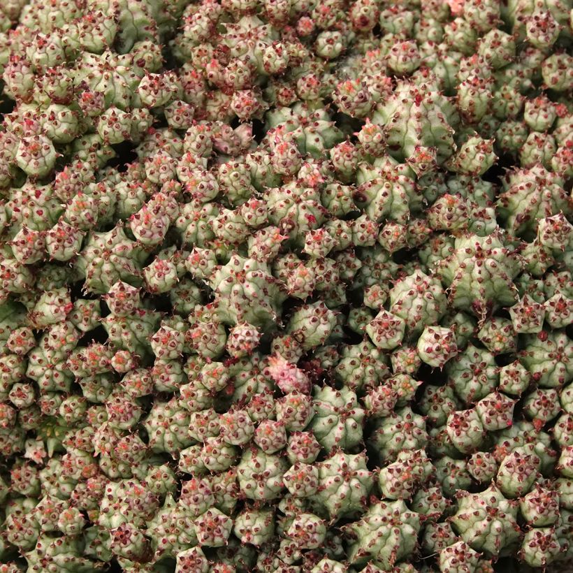 Euphorbia submammillaris (Fogliame)