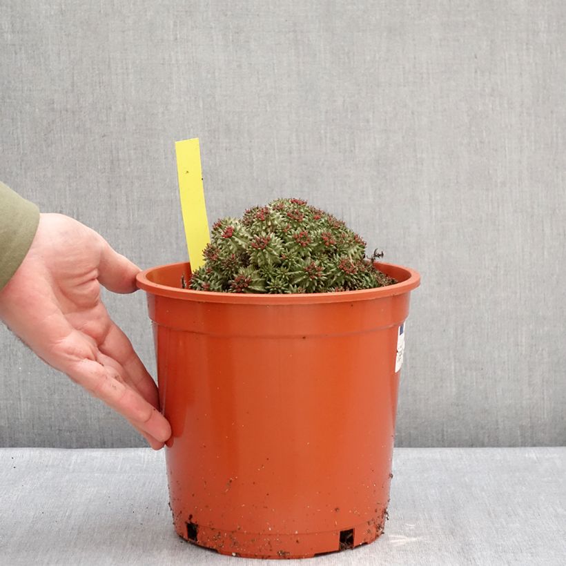 Euphorbia suzannae Vaso da 4L/5L esemplare consegnato in inverno