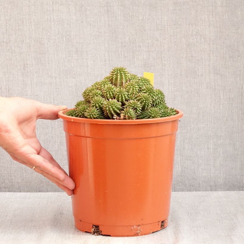 Esemplare di Euphorbia suzannae Vaso da 4L/5L consegnato in estate