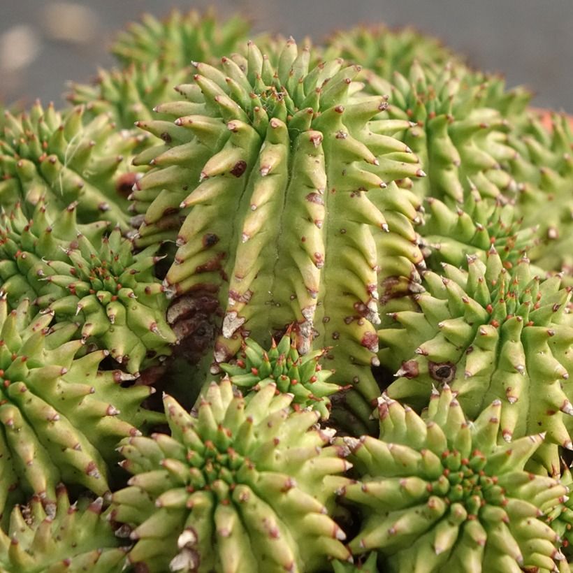 Euphorbia suzannae (Fogliame)