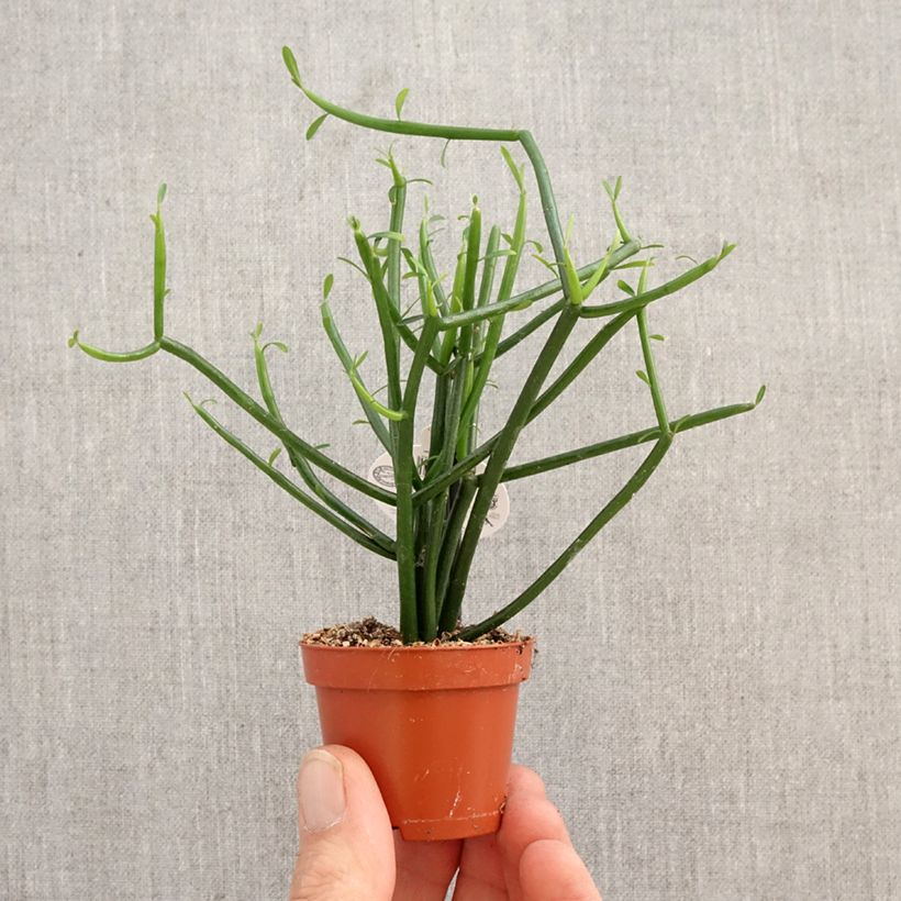 Euphorbia tirucalli - Albero delle Matite mini-pianta esemplare consegnato in primavera