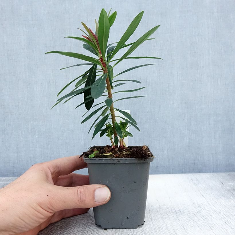 Esemplare di Euphorbia martinii Baby Charm Vasetto da 8/9 cm come consegnato in autunno