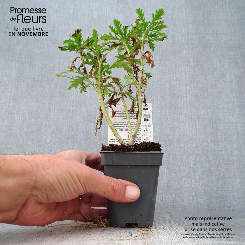 Esemplare di Euryops chrysanthemoides Sonnenschein Vasetto da 8/9 cm come consegnato in autunno