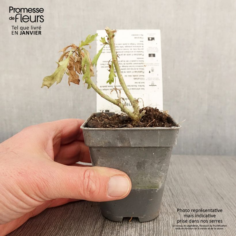 Euryops chrysanthemoides Sonnenschein Vasetto da 8/9 cm esemplare consegnato in inverno