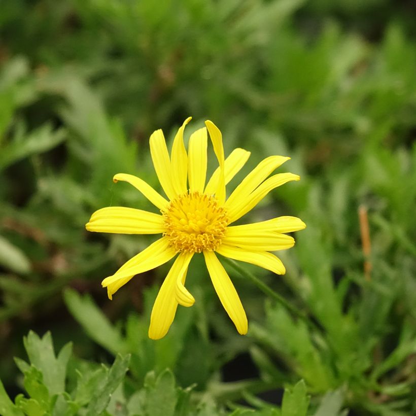Euryops evansii (Fioritura)
