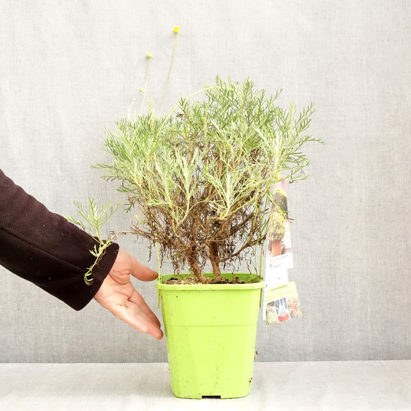 Esemplare di Euryops Infinity Vaso da 4L/5L come consegnato in autunno