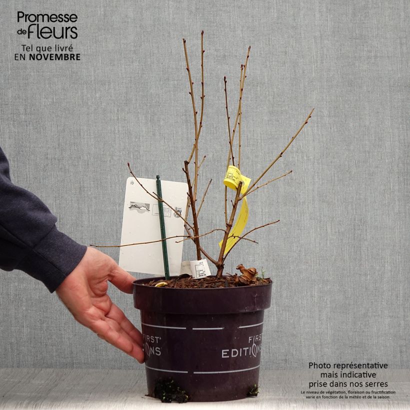 Esemplare di Exochorda macrantha Lotus Moon Vaso da 3L/4L come consegnato in autunno