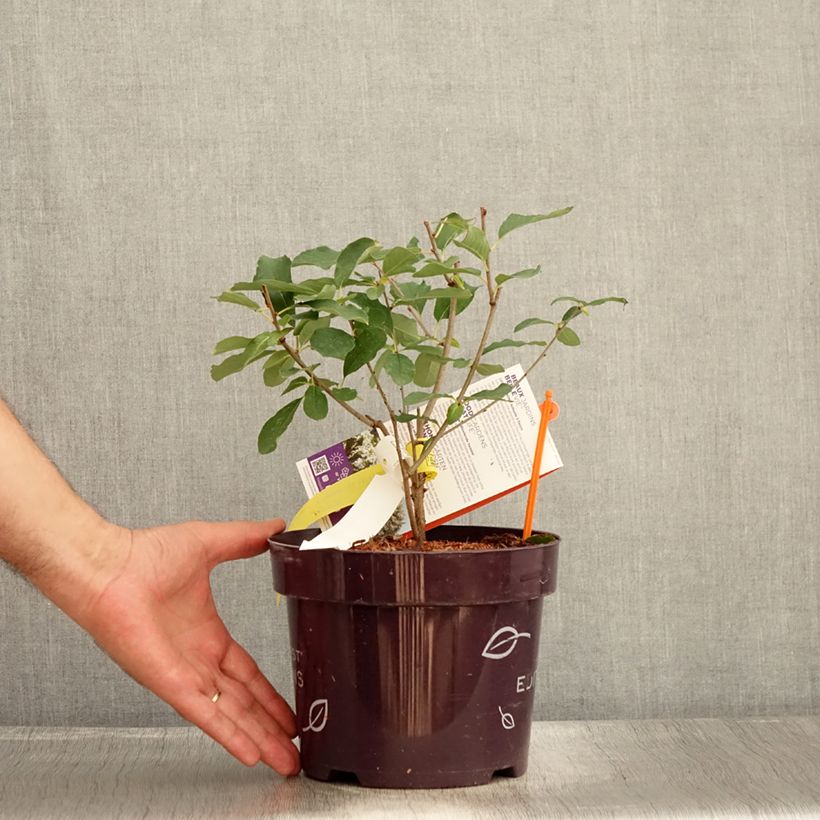 Esemplare di Exochorda macrantha Lotus Moon Vaso da 3L/4L consegnato in estate