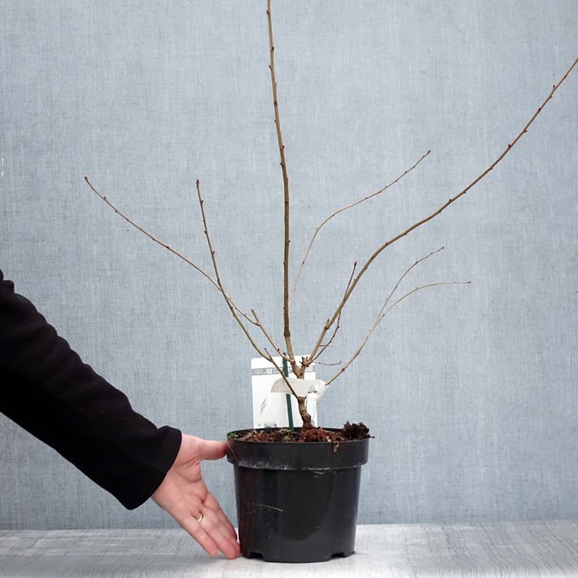 Exochorda racemosa Blushing Pearl Vaso da 3L/4L esemplare consegnato in inverno