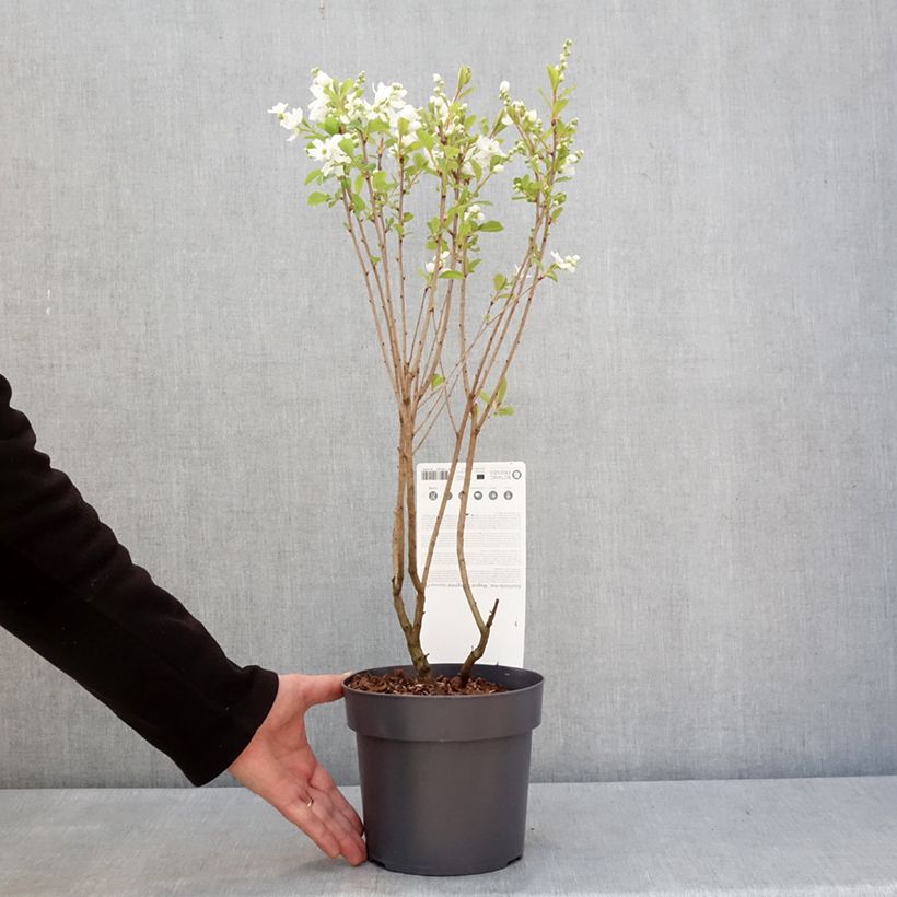 Exochorda racemosa Magical Springtime Vaso da 2L/3L esemplare consegnato in inverno