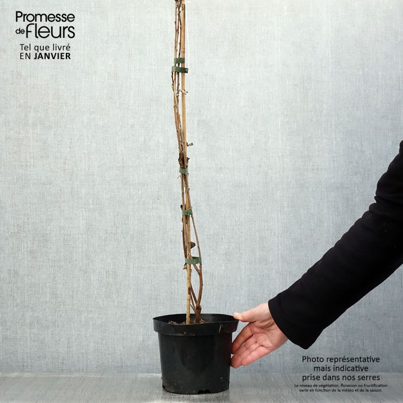 Exochorda racemosa Niagara Vaso da 3L/4L esemplare consegnato in inverno