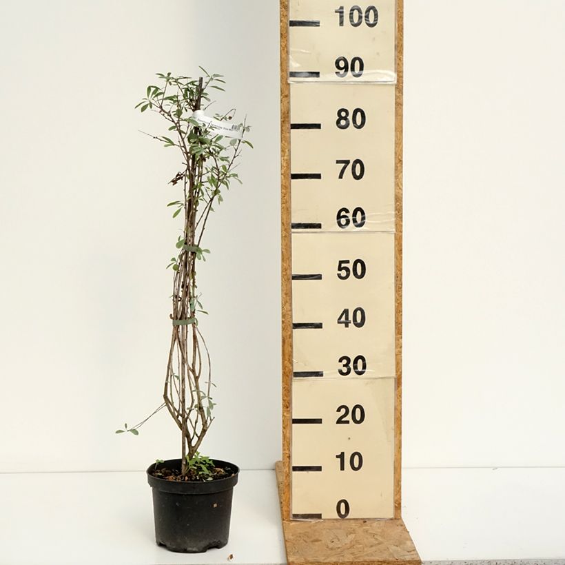 Esemplare di Exochorda racemosa Snow Mountain Vaso da 3L/4L consegnato in estate