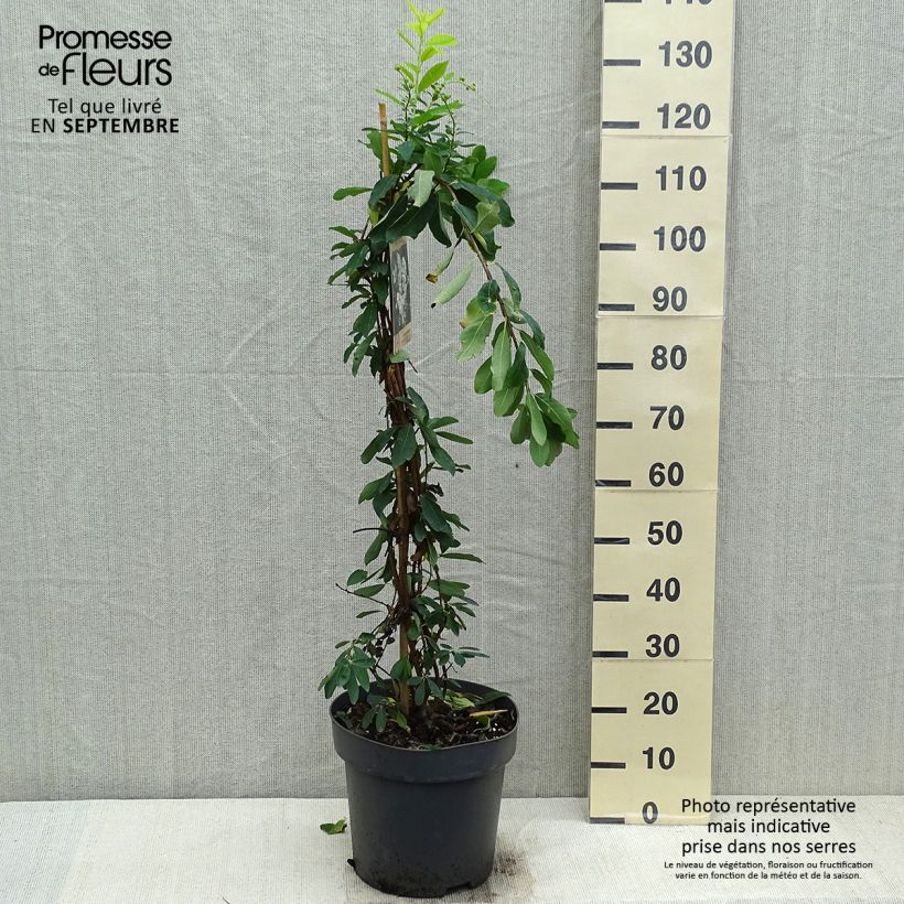 Esemplare di Exochorda macrantha The Bride Vaso da 12L/15L come consegnato in autunno
