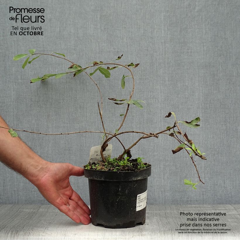 Esemplare di Exochorda macrantha The Bride Vaso da 2L/3L come consegnato in autunno