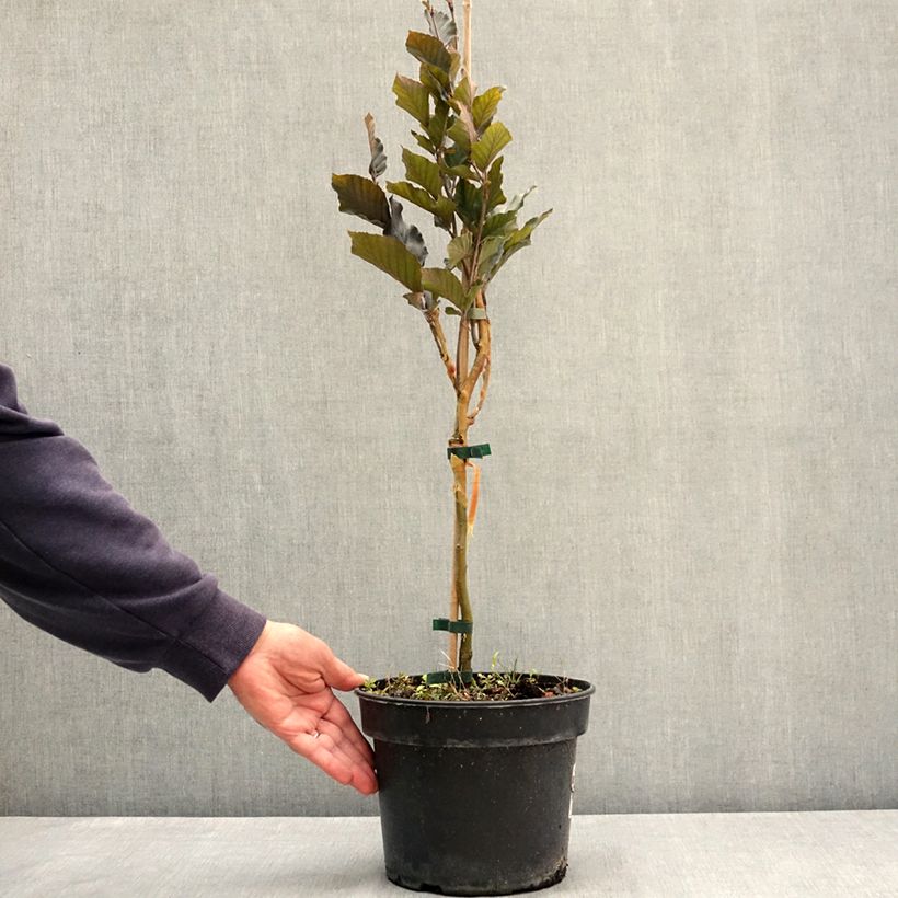 Esemplare di Fagus sylvatica Anny's Red Pillar - Faggio colonnare Vaso da 4L/5L consegnato in estate