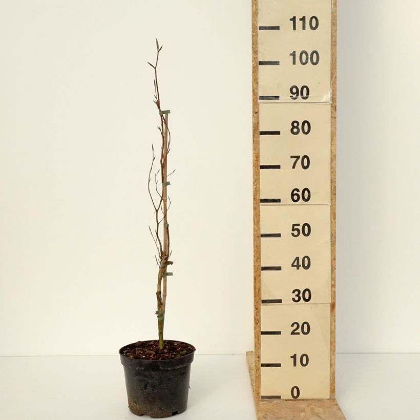 Fagus sylvatica Anny's Red Pillar - Faggio colonnare Vaso da 4L/5L esemplare consegnato in inverno