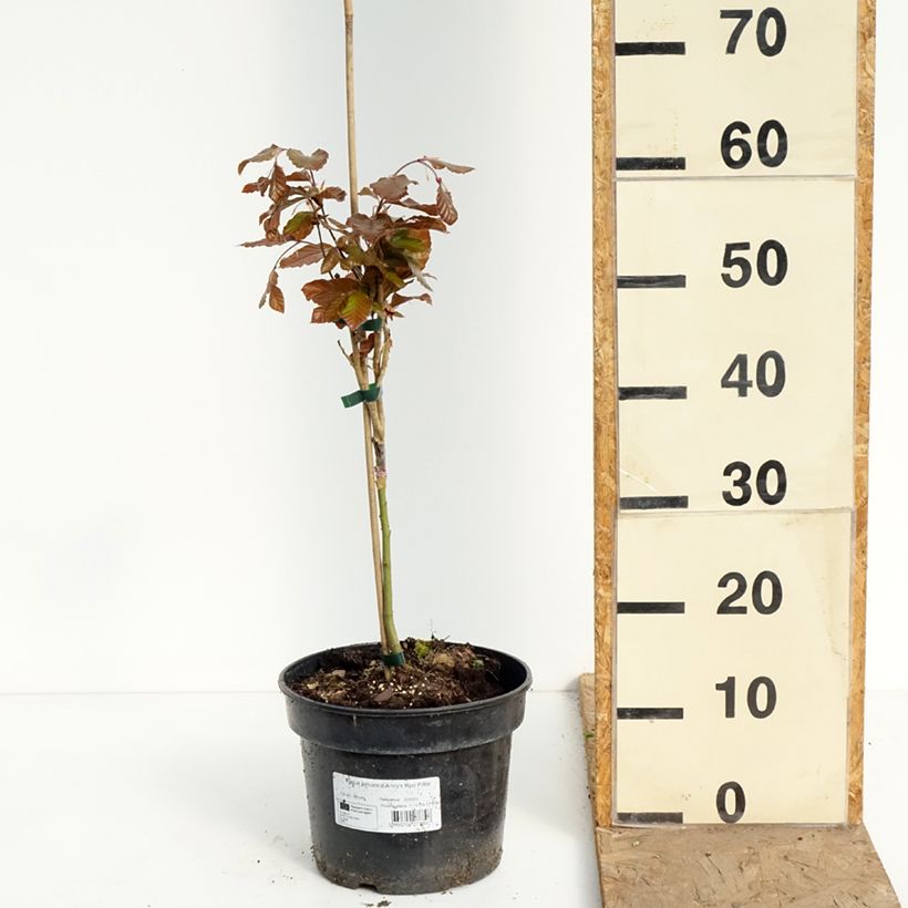 Fagus sylvatica Anny's Red Pillar - Faggio colonnare Vaso da 4L/5L esemplare consegnato in primavera