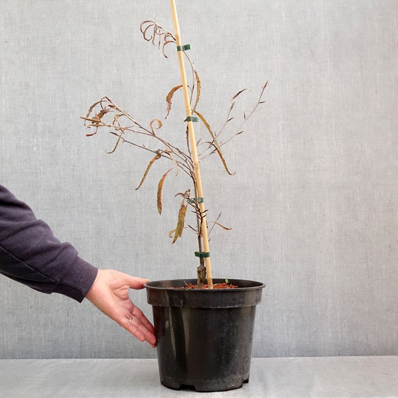 Esemplare di Fagus sylvatica Ansorgei - Faggio Vaso da 7,5L/10L come consegnato in autunno