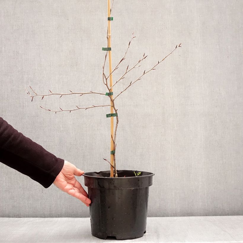 Fagus sylvatica Ansorgei - Faggio Vaso da 7,5L/10L esemplare consegnato in inverno