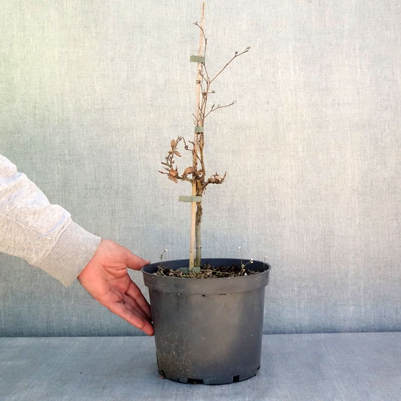 Fagus sylvatica Asterix - Faggio nano Vaso da 4L/5L esemplare consegnato in primavera