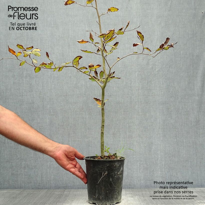 Esemplare di Fagus sylvatica Atropurpurea - Faggio ramato Vaso da 2L/3L come consegnato in autunno