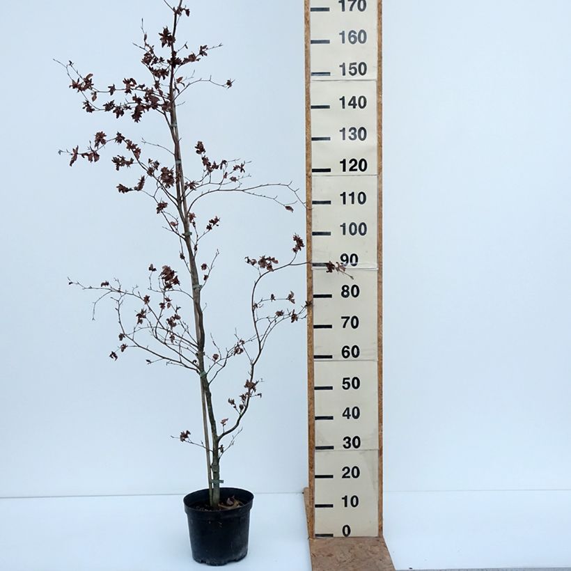 Esemplare di Fagus sylvatica Brathay's Purple - Faggio Vaso da 4L/5L come consegnato in autunno