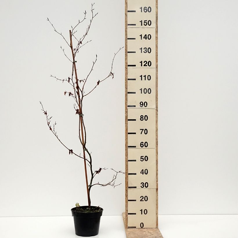 Fagus sylvatica Brathay's Purple - Faggio Vaso da 4L/5L esemplare consegnato in inverno