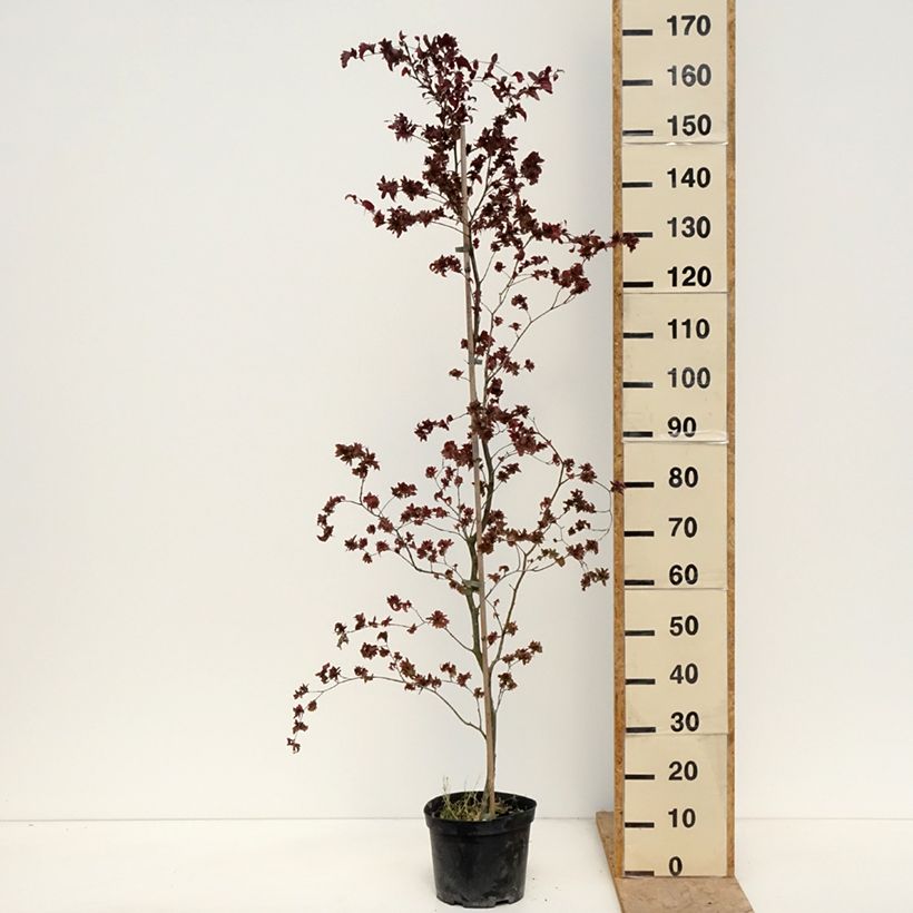 Fagus sylvatica Brathay's Purple - Faggio Vaso da 4L/5L esemplare consegnato in primavera