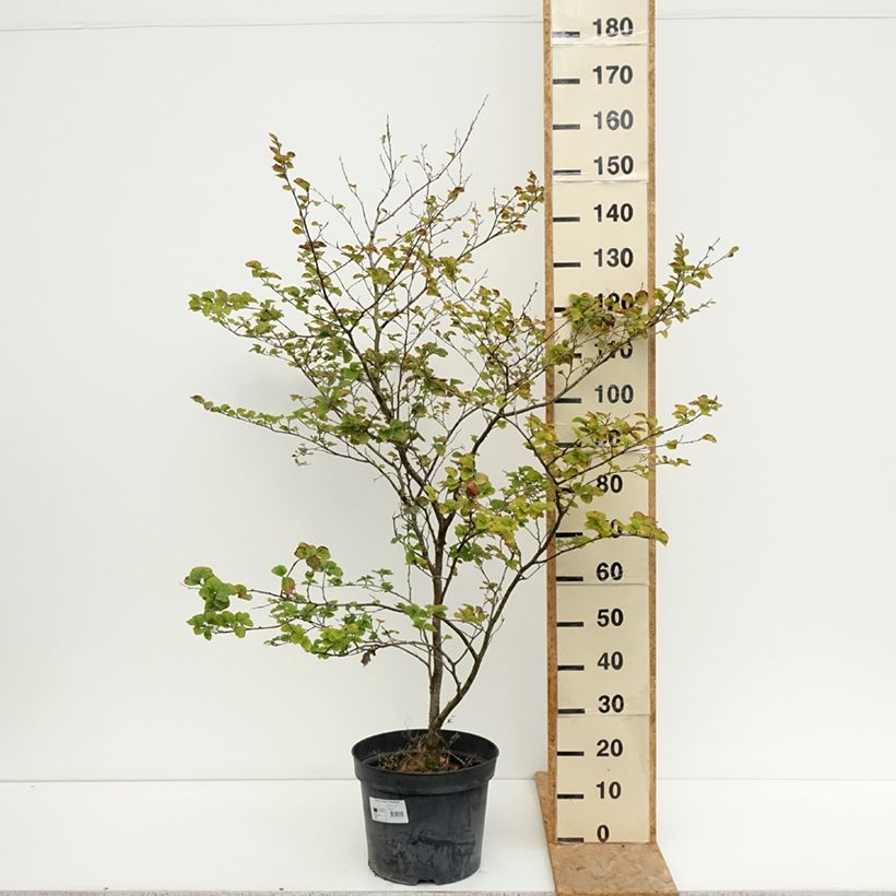 Esemplare di Fagus sylvatica Cockleshell - Faggio Vaso da 12L/15L consegnato in estate