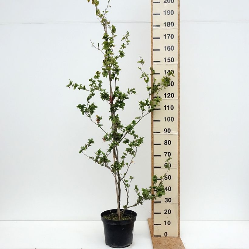 Esemplare di Fagus sylvatica Cristata - Faggio Vaso da 7,5L/10L consegnato in estate