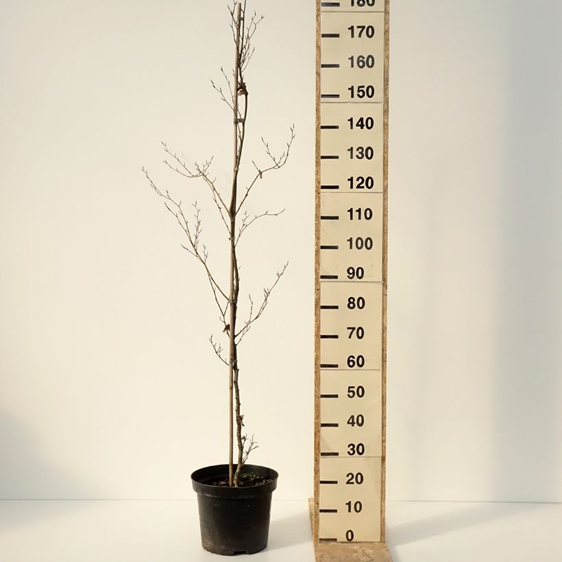 Fagus sylvatica Cristata - Faggio Vaso da 7,5L/10L esemplare consegnato in inverno
