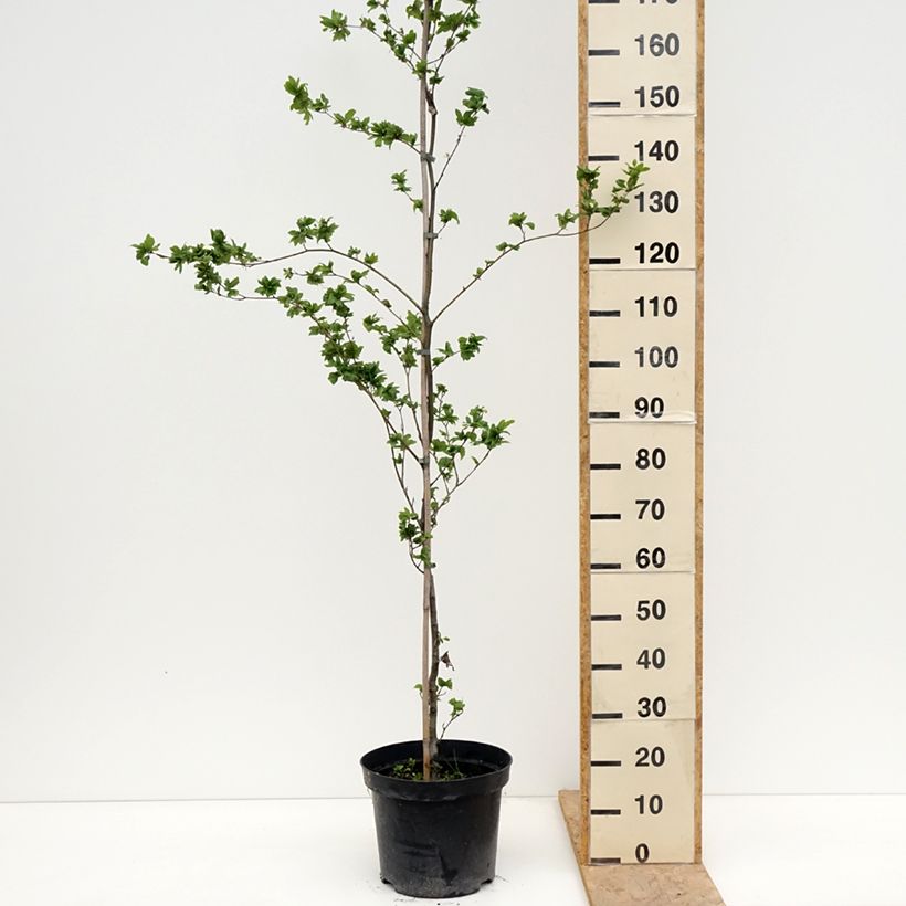 Fagus sylvatica Cristata - Faggio Vaso da 7,5L/10L esemplare consegnato in primavera