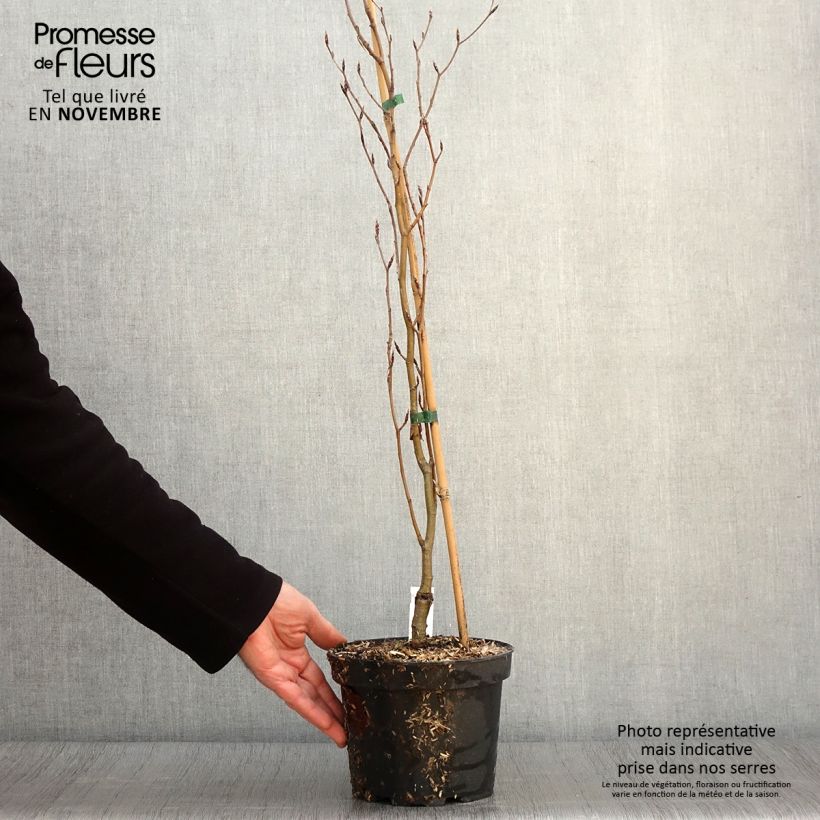 Esemplare di Fagus sylvatica Dawyck Gold - Faggio fastigiato dorato Vaso da 2L/3L come consegnato in autunno