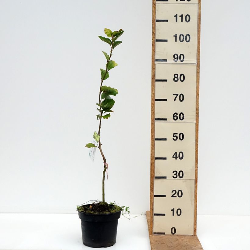 Esemplare di Fagus sylvatica Dawyck Gold - Faggio fastigiato dorato Vaso da 4L/5L come consegnato in autunno