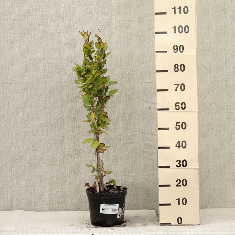 Esemplare di Fagus sylvatica Dawyck Gold - Faggio fastigiato dorato Vaso da 4L/5L consegnato in estate
